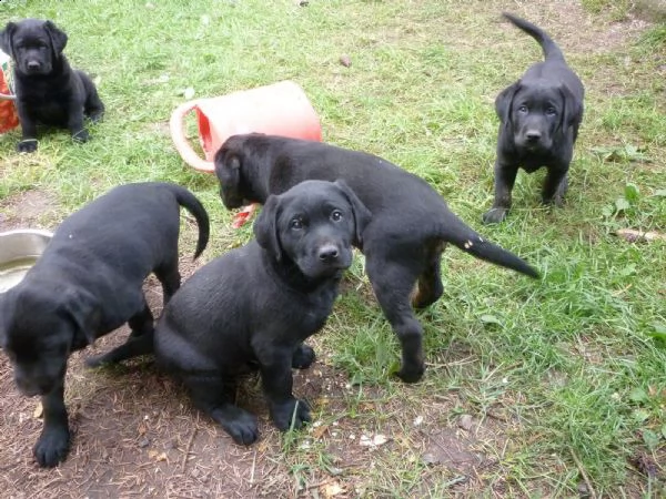 labrador cuccioli