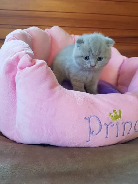 cuccioli scottish fold e scottish straight