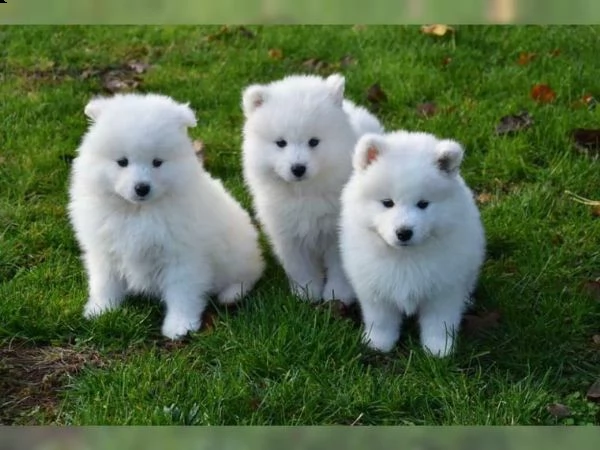 cuccioli samoiedo di razza pura hearted per te