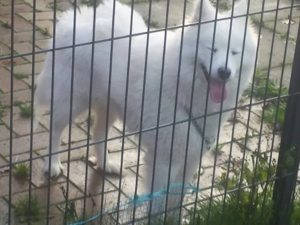 cuccioli samoiedo di razza pura hearted per te | Foto 2