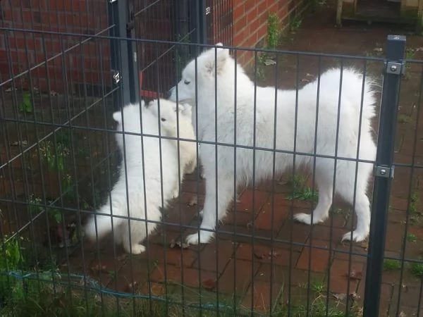cuccioli samoiedo di razza pura hearted per te | Foto 1