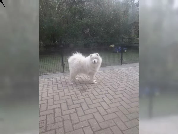 cuccioli samoiedo di razza pura hearted per te | Foto 0