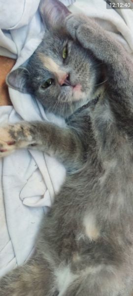 British Shorthair Silver Chinchilla'  | Foto 11