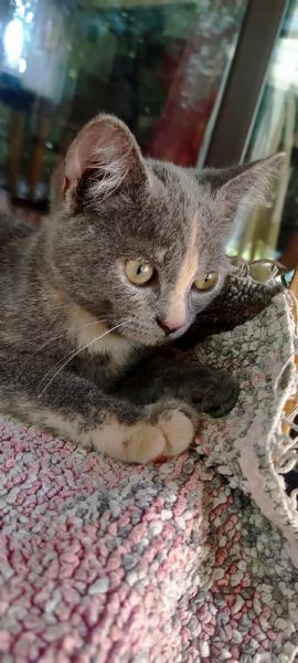 British Shorthair Silver Chinchilla'  | Foto 4