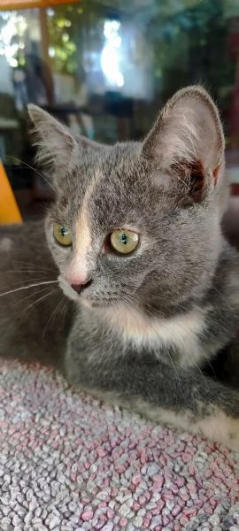 British Shorthair Silver Chinchilla'  | Foto 3