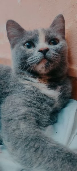 British Shorthair Silver Chinchilla'  | Foto 4