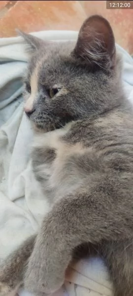 British Shorthair Silver Chinchilla'  | Foto 3