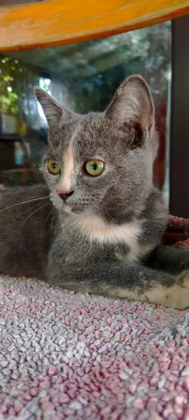 British Shorthair Silver Chinchilla'  | Foto 2