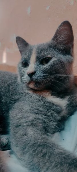 British Shorthair Silver Chinchilla' 
