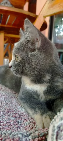 British Shorthair Silver Chinchilla'  | Foto 1