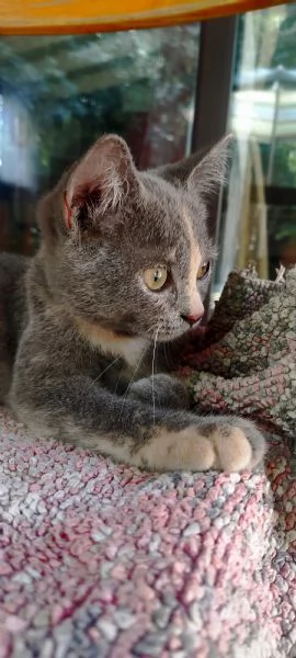 British Shorthair Silver Chinchilla'  | Foto 0