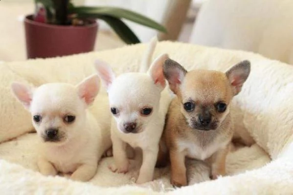 cuccioli di pincher chihuahua italiani visibili e disponibili vivaci e belli di 70 giorni 