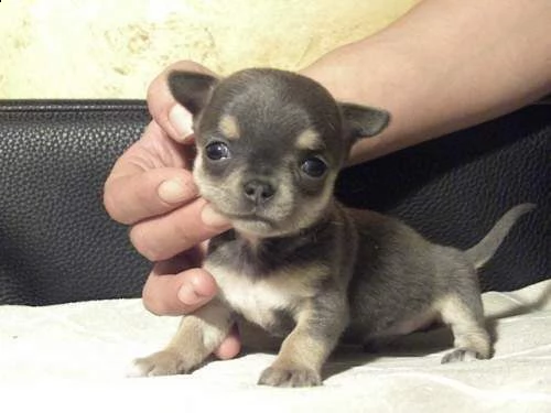 cuccioli chihuahua toy dolcissimi e armoniosi vengono consegnati vaccinati
