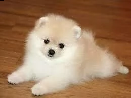 cuccioli di spitz pomeriana italiani e giocarelloni ( fanno i bisogni gia sulle traversine) d