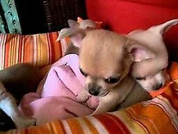 cucciolo di pincher chiwawa mini toy buonissimo inteligentissimo 