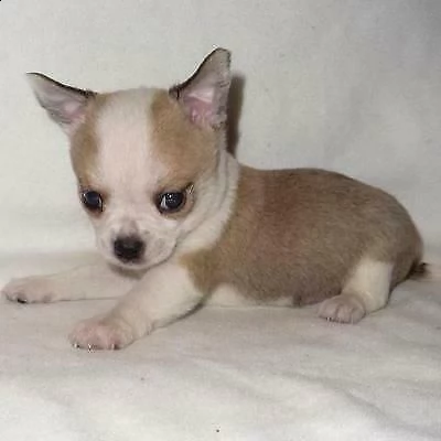 pincher chiwawa mini toy selezionatissimi tranquillissimi e inteligentissimi 