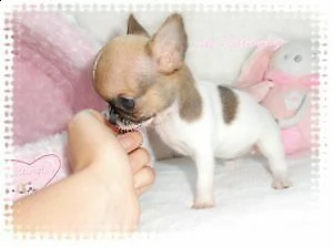 cucciolo di chiwawa mini toy dolcissimo eccellentissimo e intrigantissimo