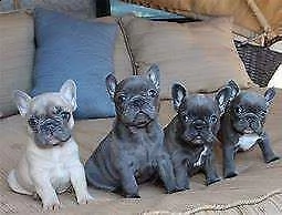 cediamo cucciolo di bull dog francese perfettissimo inteligentissimo