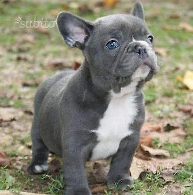 cucciolo di bull dog francese blù perfettissimo bravissimo e tranquillissimo
