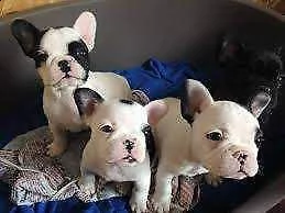 cucciolo di bull dog francese vivacissimo dolcissimo e tranquillissimo di 2 mesi e mezzo