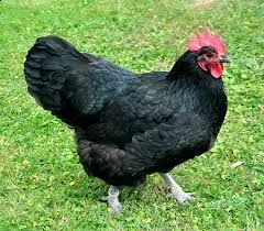 vendo galline e galli ornamentali e da produzione
