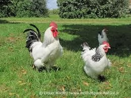 vendo galline e galli ornamentali e da produzione | Foto 2