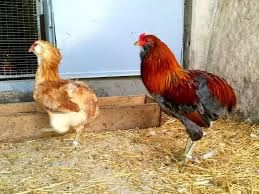 vendo galline e galli ornamentali e da produzione | Foto 1