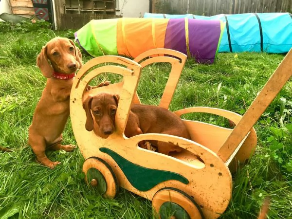 disponibili cuccioli bassotto  | Foto 0