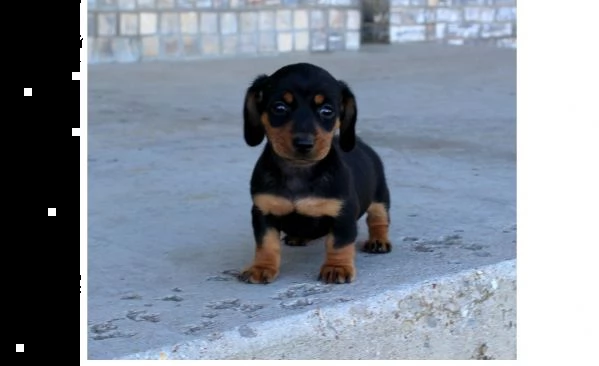 disponibili cuccioli bassotto 