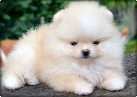 disponiamo cuccioli di sptz pomerania toy dolcissimi e affettuosissimi 