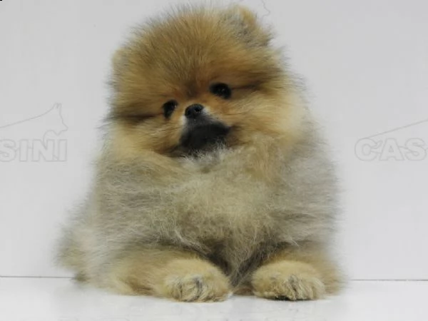cuccioli di spitz di pomerania, 60 giorni, fulvi.