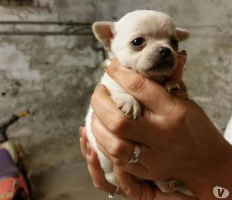 disponibili cuccioli chihuahua toy belli e svariaticolori vengono consegnati 