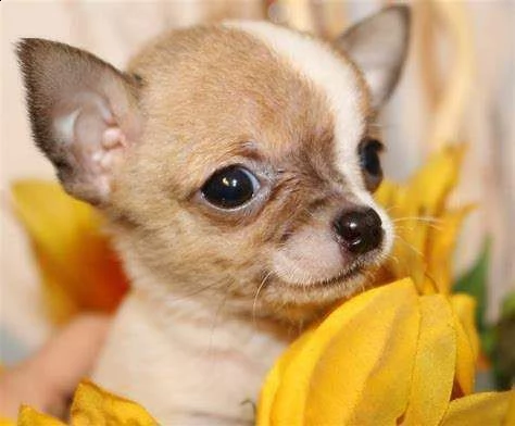 cuccioli di chihuahua toy visibili e disponibili hanno 70 giorni maschi e femmine 