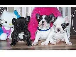 disponiamo cucciolo di bull dog francese purissimo dolcissimo e intrigantissimo