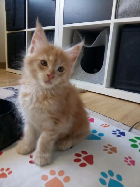 molto bella e sani gattini main coon  per adozione maschi e femmine disponibili (gratis) 