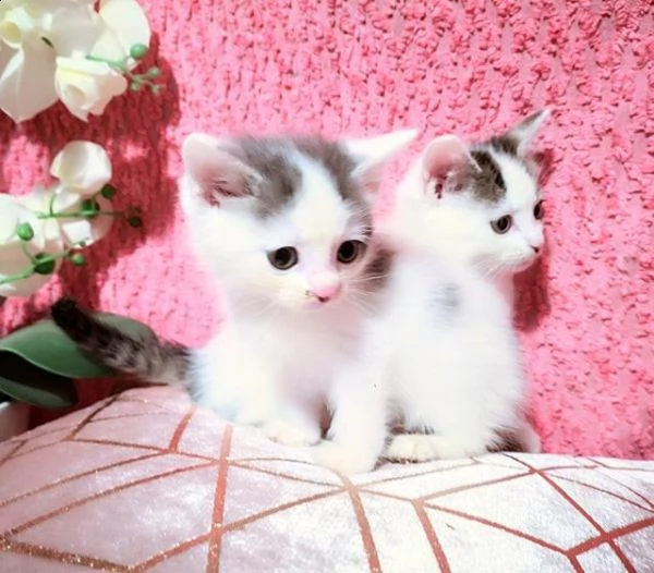 molto bella e sani gattini siberian per adozione maschi e femmine disponibili (gratis) 