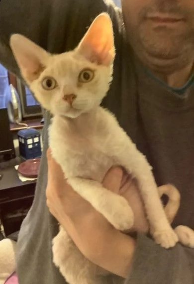 molto bella e sani gattini devon rex per adozione maschi e femmine disponibili (gratis) 