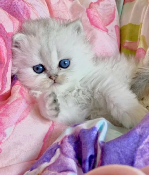 molto bella e sani gattini persian  per adozione maschi e femmine disponibili (gratis) 
