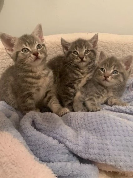 molto bella e sani gattini main coon  per adozione 