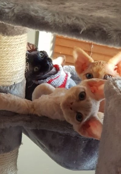  molto bella e sani gattini devon rex per adozione