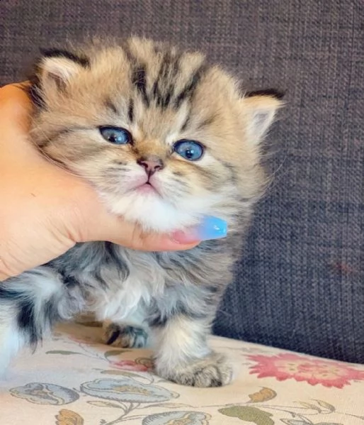 molto bella e sani gattini persian  per adozione