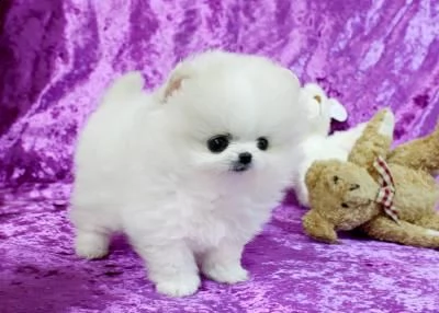 regalo cuccioli di pomerania maschio o femmina!!