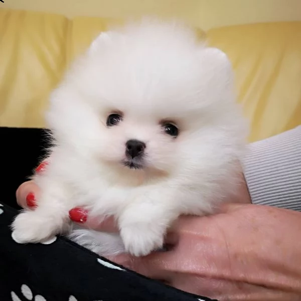 incredibili cuccioli pomeranian in miniatura soffici di orsacchiotto per l'adozione2