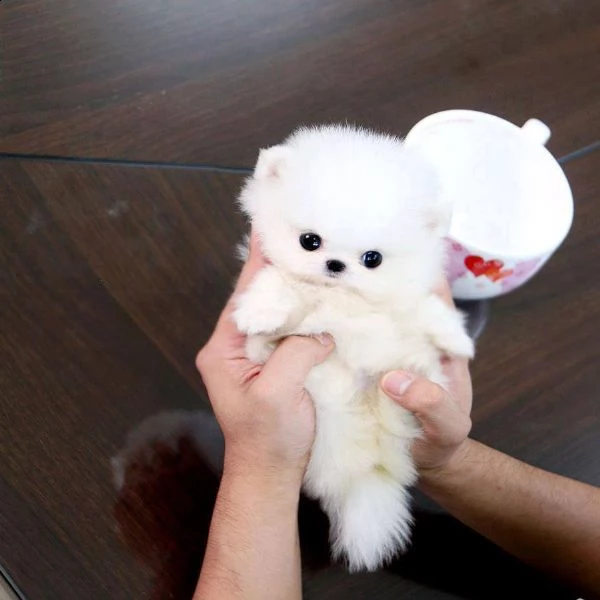 incredibili cuccioli pomeranian in miniatura soffici di orsacchiotto per l'adozione3