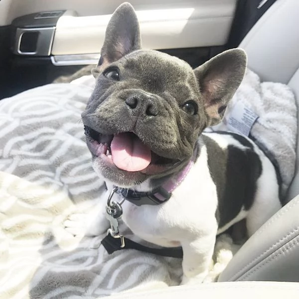 abbiamo 2 bellissimi cuccioli di bulldog francese