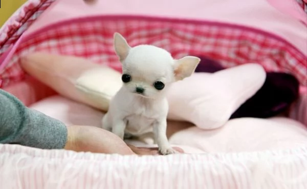 prezioso rifiuti chihuahua adozione regalo