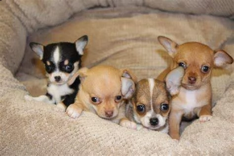 disponiamo cuccioli di chihuahua toy teneri e purissimi di 70 giorni bellissimi