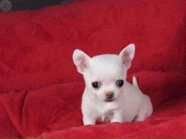 cuccioli di chihuahua minis toy 2 mesi con primo vaccino prima sverminazione