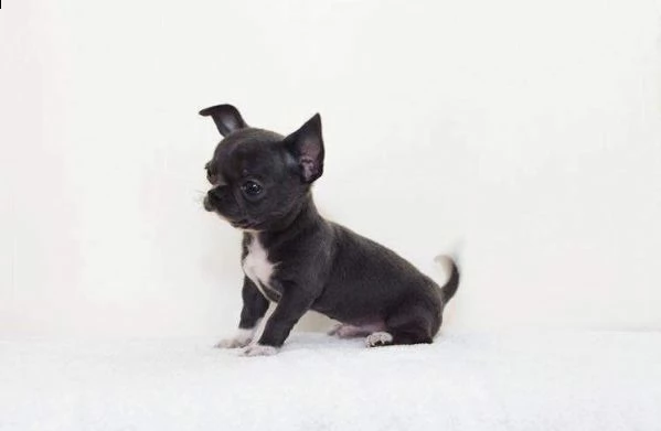disponiamo cuccioli di chihuahua toy di 2 mesi e mezzo sani vivaci