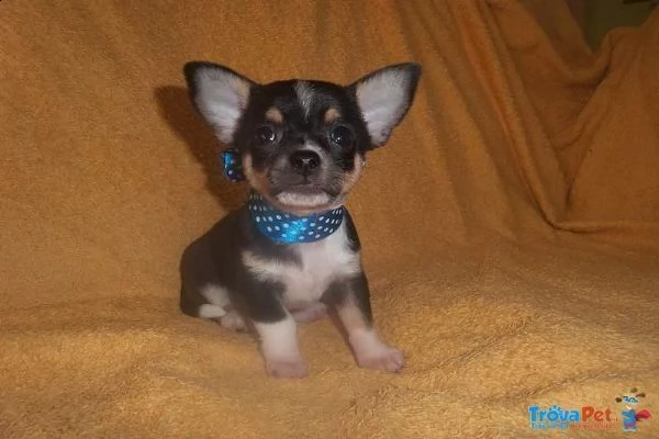 disponibili cucciolotti di chihuahua toy bellissimi e giocarelloni di 70 giorni 